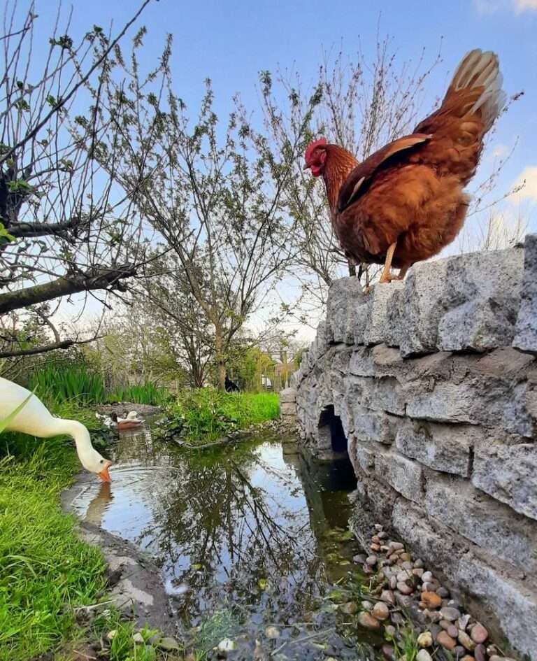 Hens